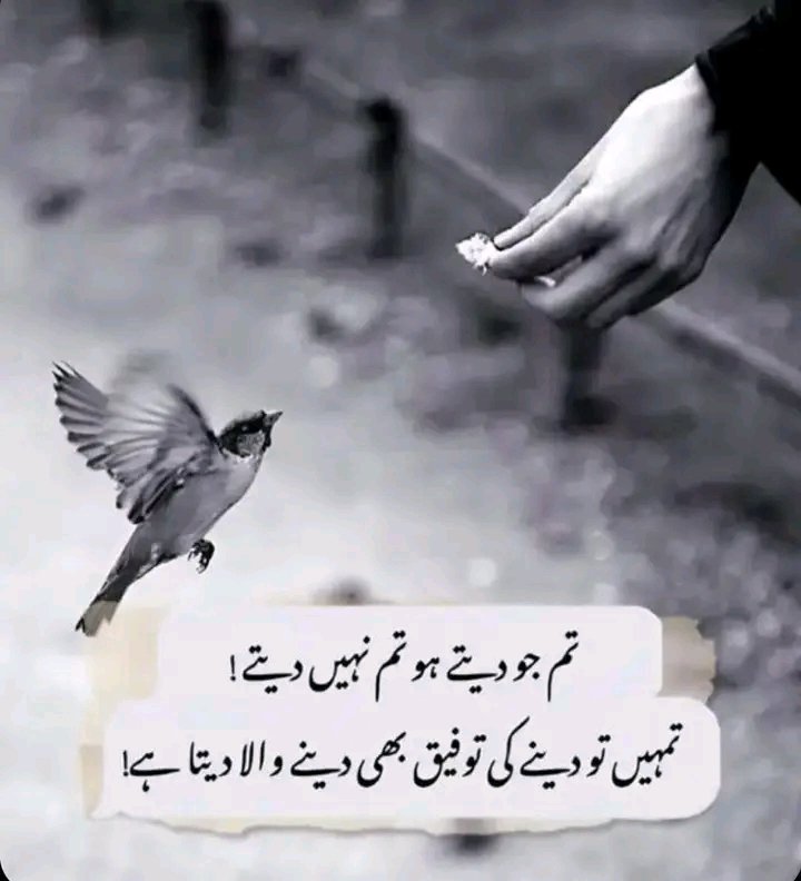 Anila sheikh tweet media
