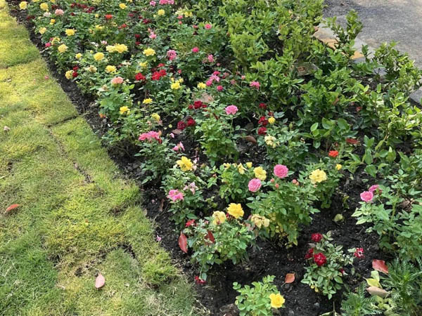 Anu Tripathi tweet media