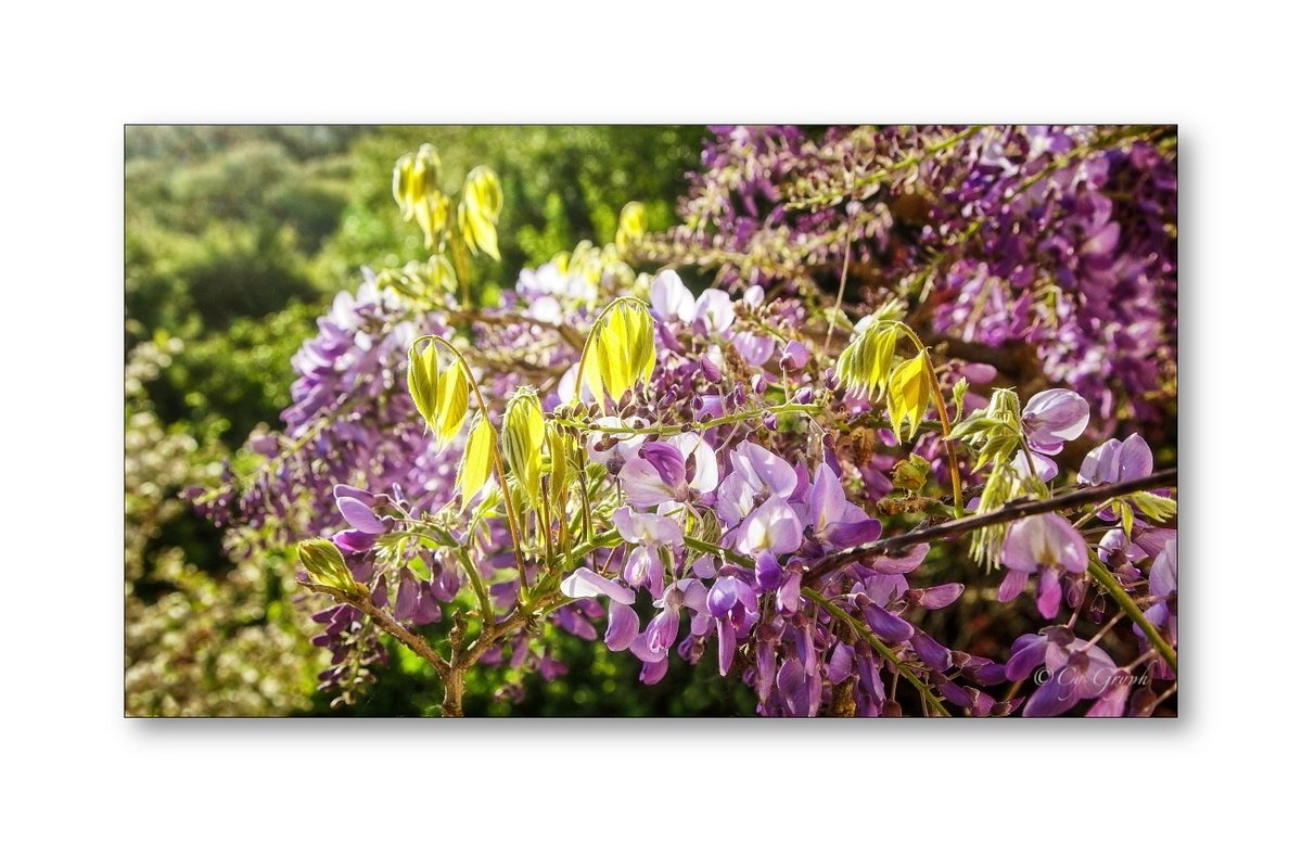 Cy Gryph tweet media