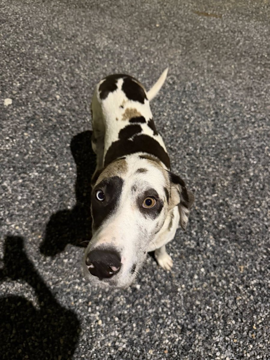 Zülal Kutluer tweet media