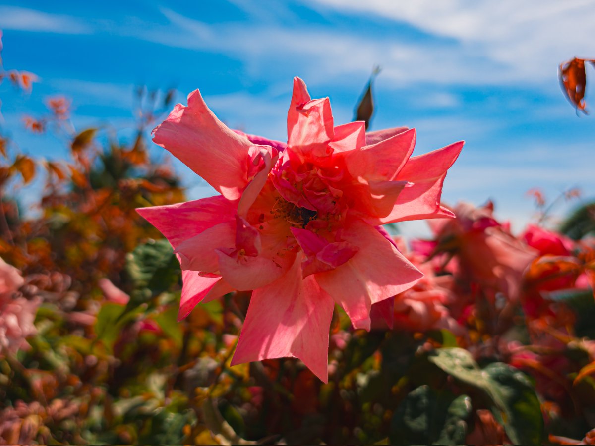 GiglioMattia's tweet image. 24mp mode expertraw and virtual aperture 

Samsung Galaxy S26 Ultra Edited In Lightroom #ShotOnSnapdragon #withGalaxy