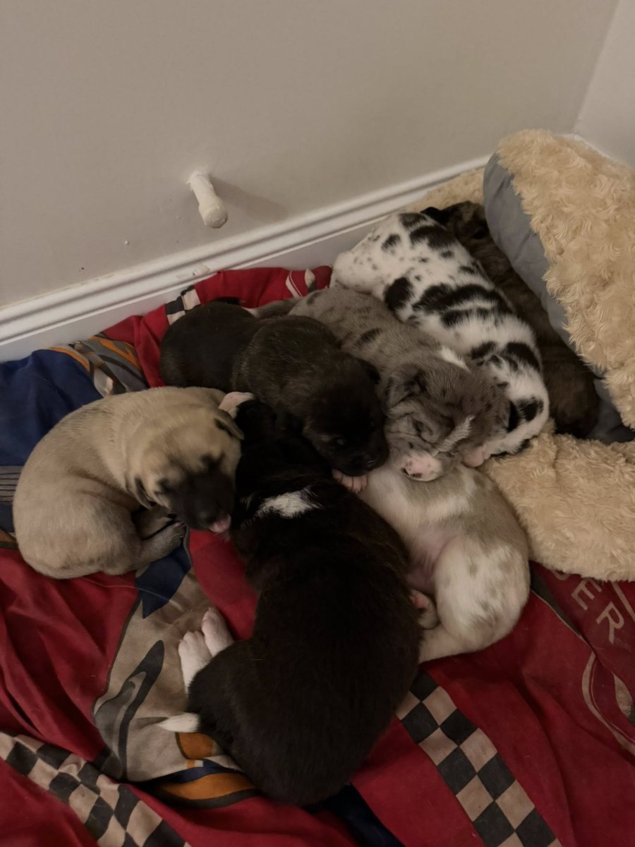 Zülal Kutluer tweet media