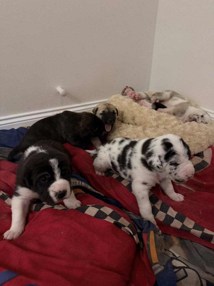 Zülal Kutluer tweet media