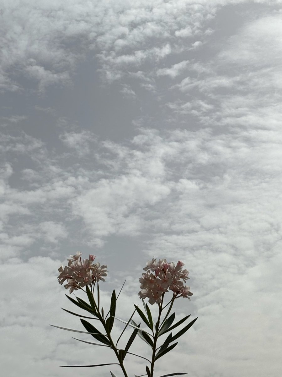 رغــد tweet media