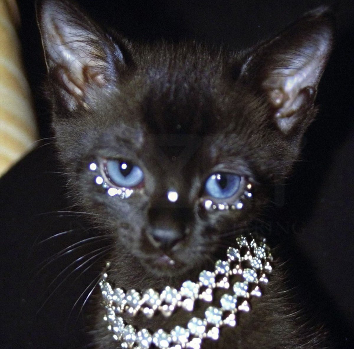 TF家族-我是你爹 tweet media