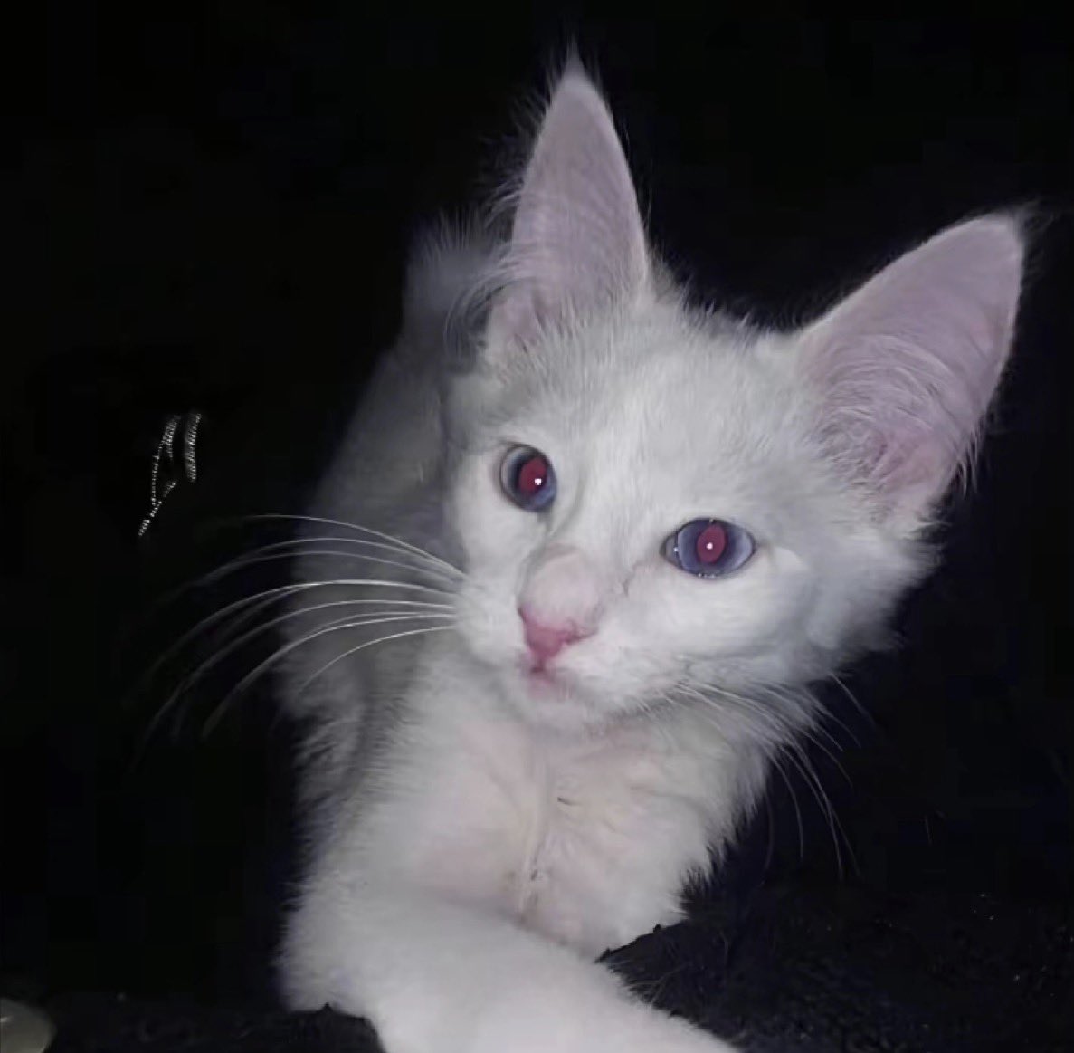 TF家族-我是你爹 tweet media