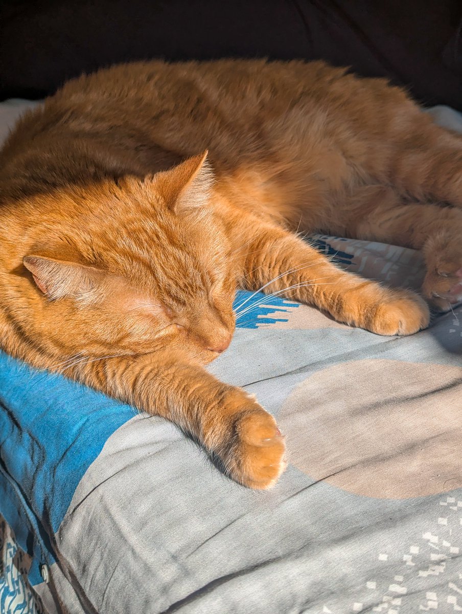 Sonia S. 💫🍊🍹🐈 tweet media