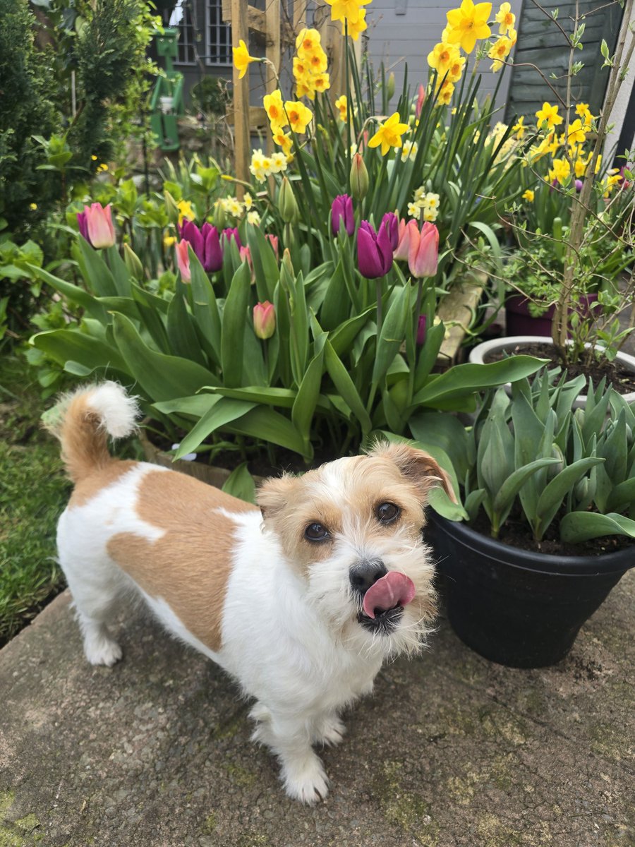 MillieandGriff's tweet image. Another silly #TongueOutTuesday 🤣🤣🐾 #dogsofX