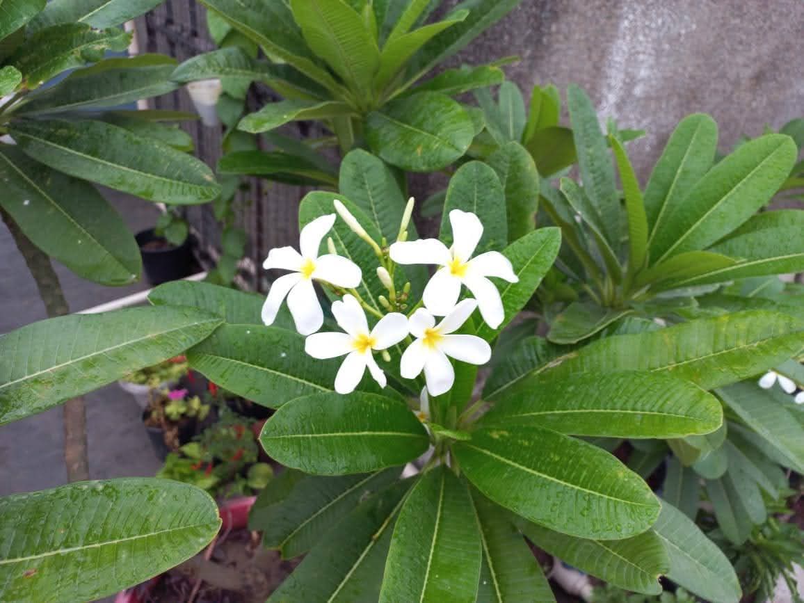 Dr. Anu Rajput tweet media