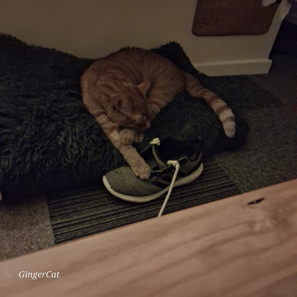 Ginger Cat tweet media