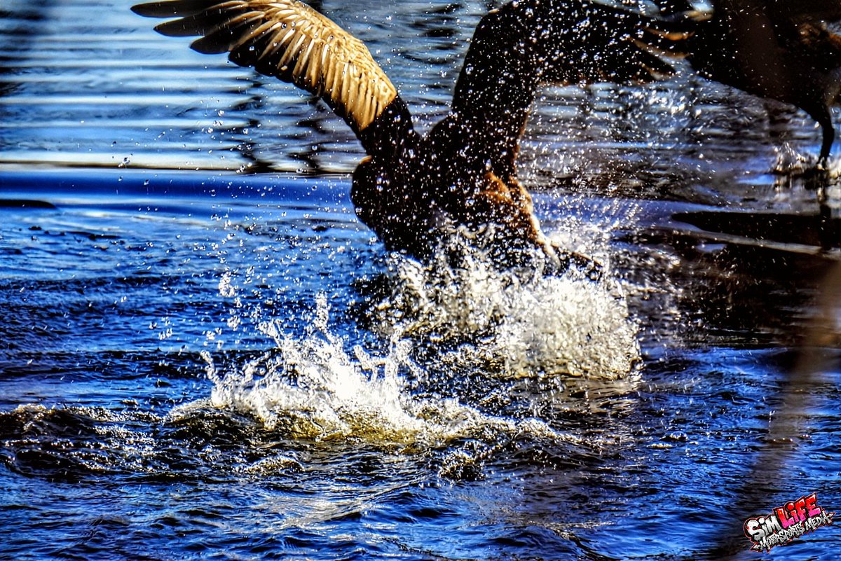 BKGCdesign69's tweet image. Morning walks are the best when close with nature #naturecalls #birdwatching #naturephotos