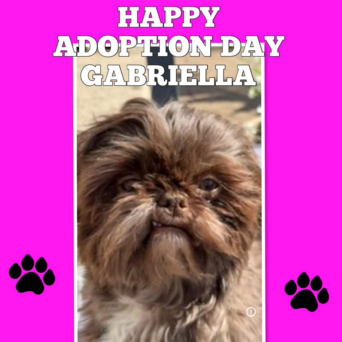 star_rescueuk's tweet photo. We are delighted to announce Gabriella has trotted off to a wonderful new family. She has a new furry sister too. Continue to flourish Gabby and live your best life. You deserve it.
Congratulations to you all 🩷
#shihtzuactionrescue #dogsarefamily #happynewlife https://t.co/RG3GdNYVYa