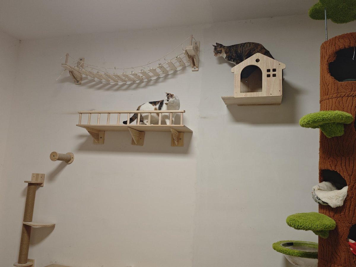 鲨了我吧 tweet media