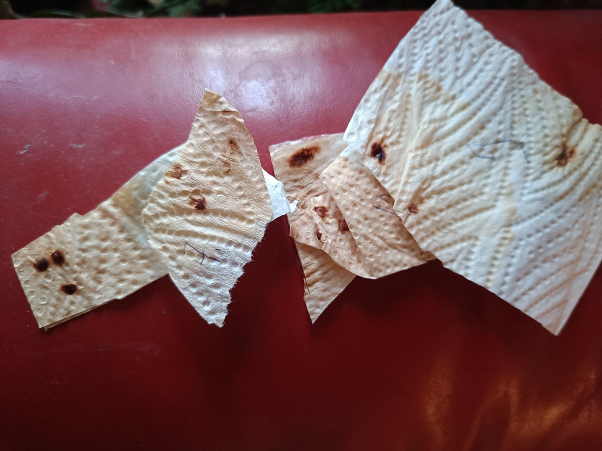 Fanni Palomäki ☀️🌱🌲🌳 tweet media