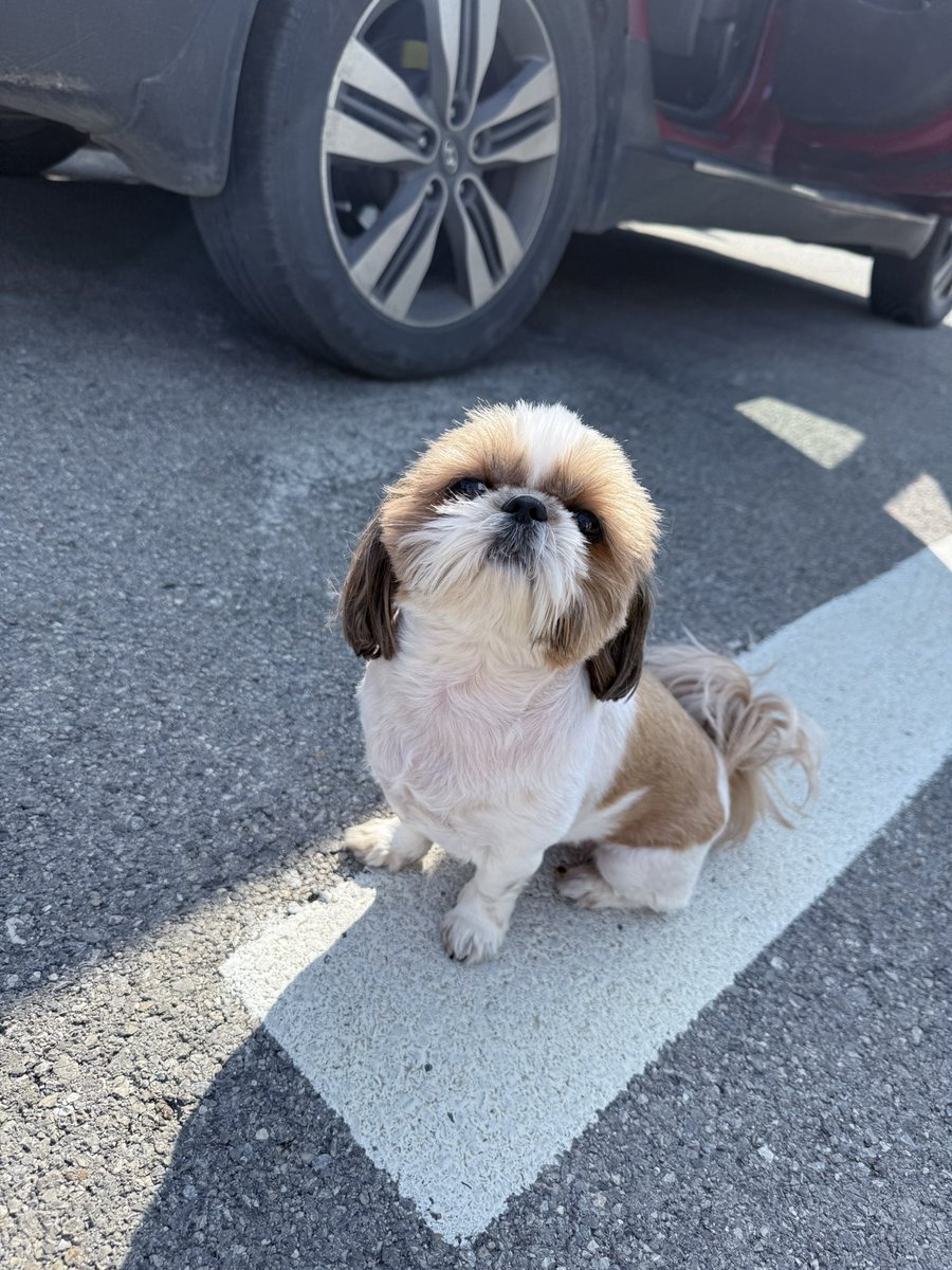 خانوم اِل tweet media