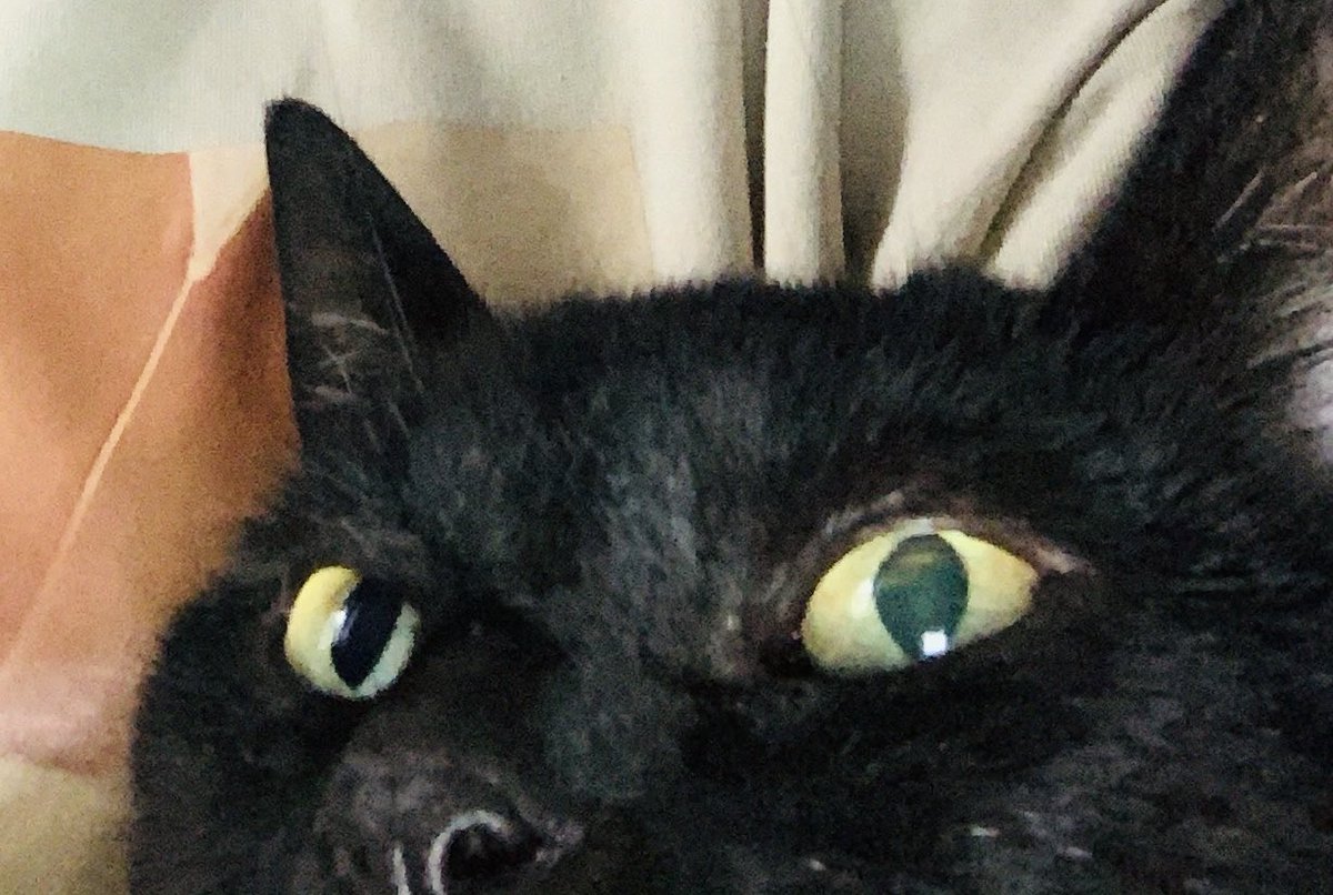 jet🐾the🐾fur©️ 🌈🐾 semper amatus 😻 tweet media