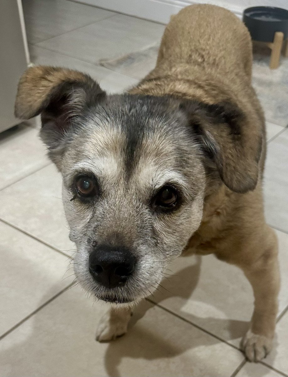 God Bless America tweet media