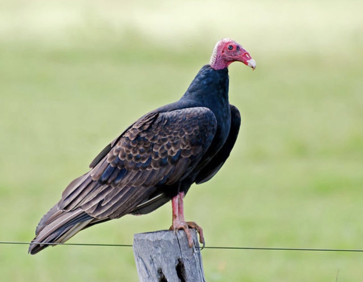 𝐃𝐈𝐃𝐈 tweet media