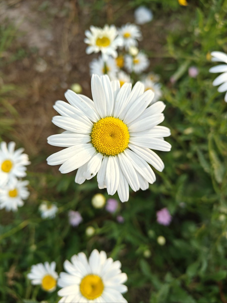 aristide64's tweet photo. " Photography 101 Tip: Rule of Thirds! Split your frame into 3x3 grids—place your subject at the intersections (not center!) for dynamic shots. Try it today! #PhotographyTips #BeginnerPhotography" https://t.co/GL54yORHhn