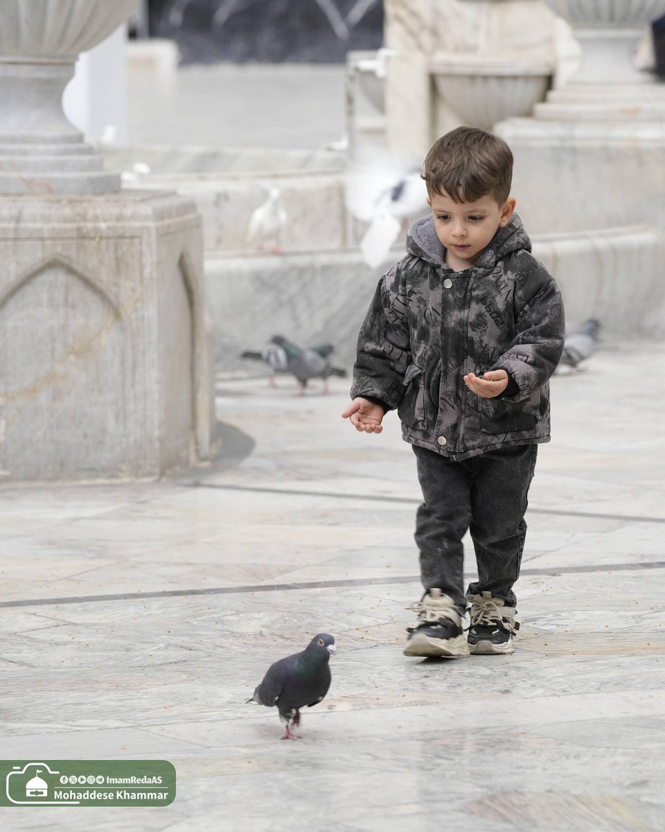 العتبة الرضوية المقدسة tweet media