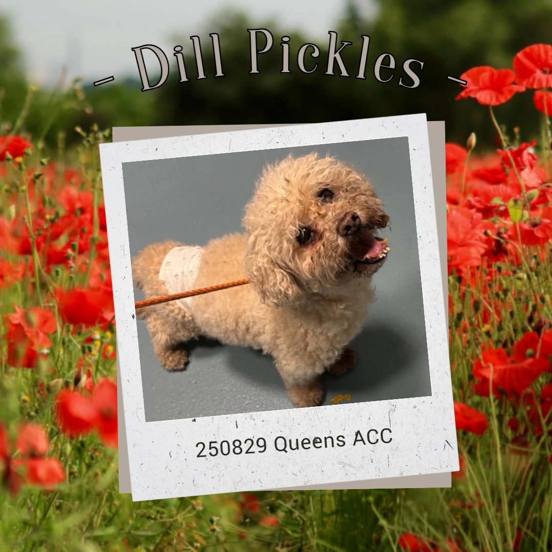 Not the Same tweet media