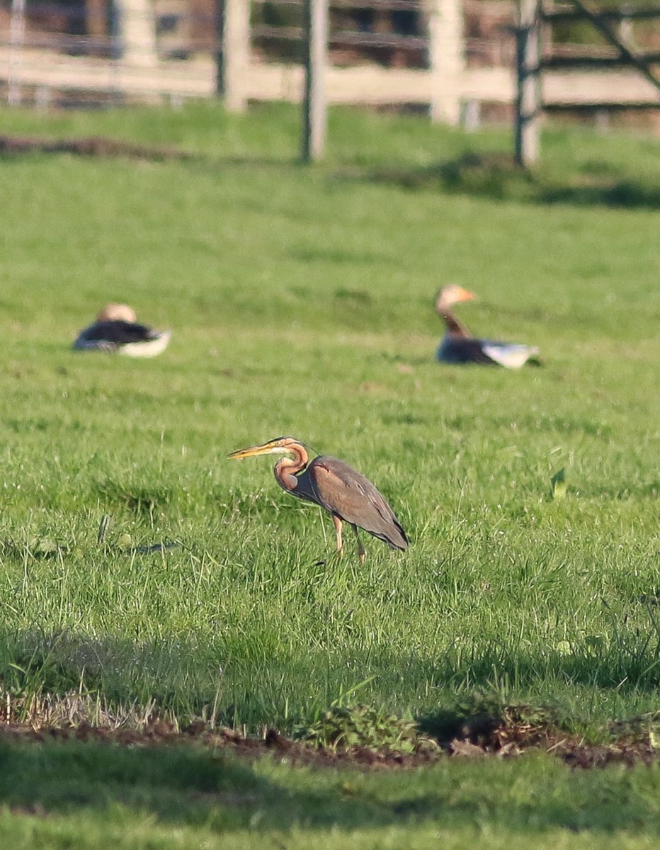H vd brand tweet media