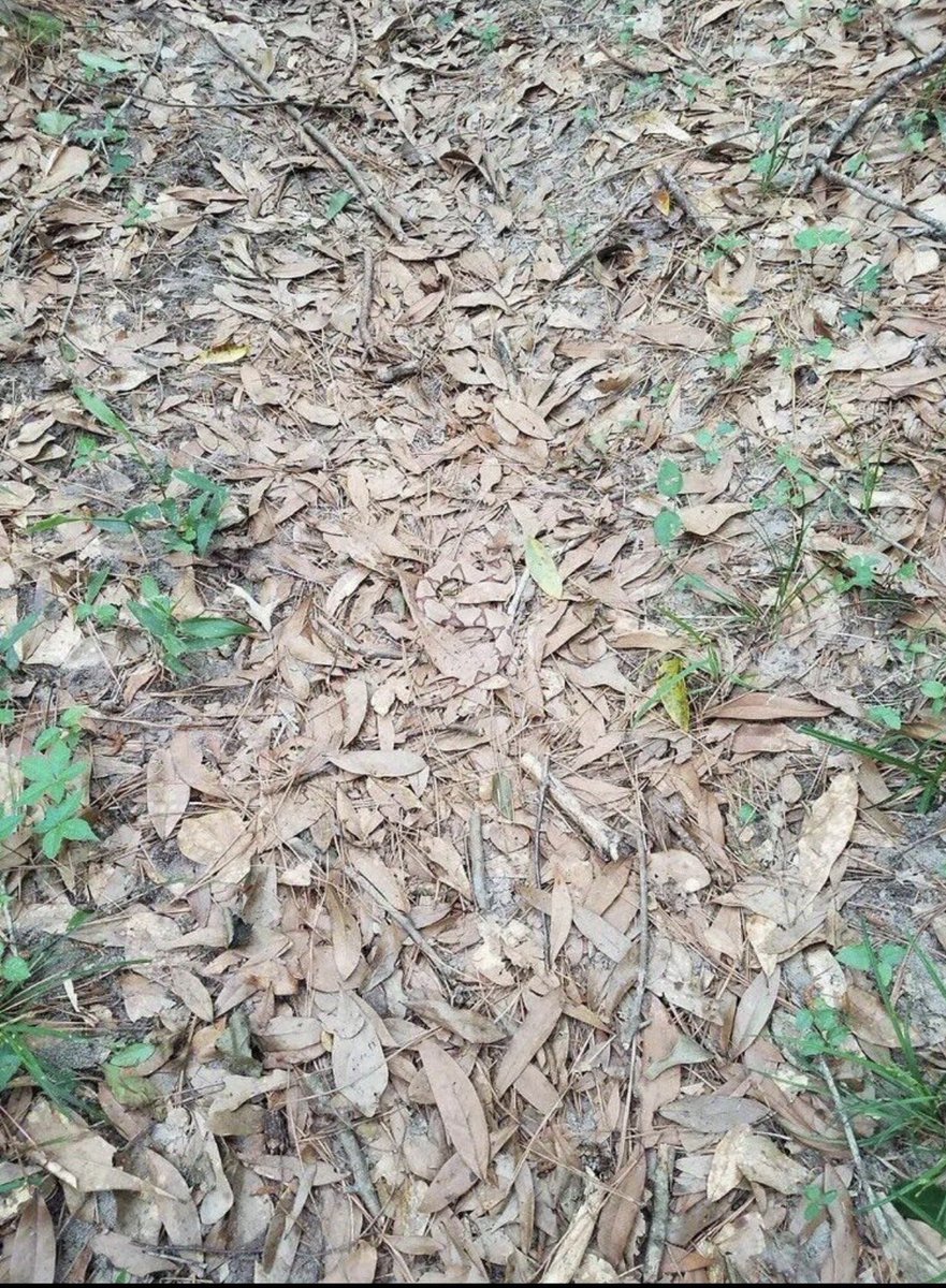 Dectoor Ahmed tweet media