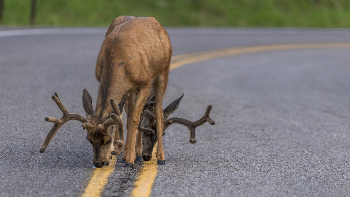 Near Sandia Crest, East of Albuquerque. Road paint must be tasty. 🙂
