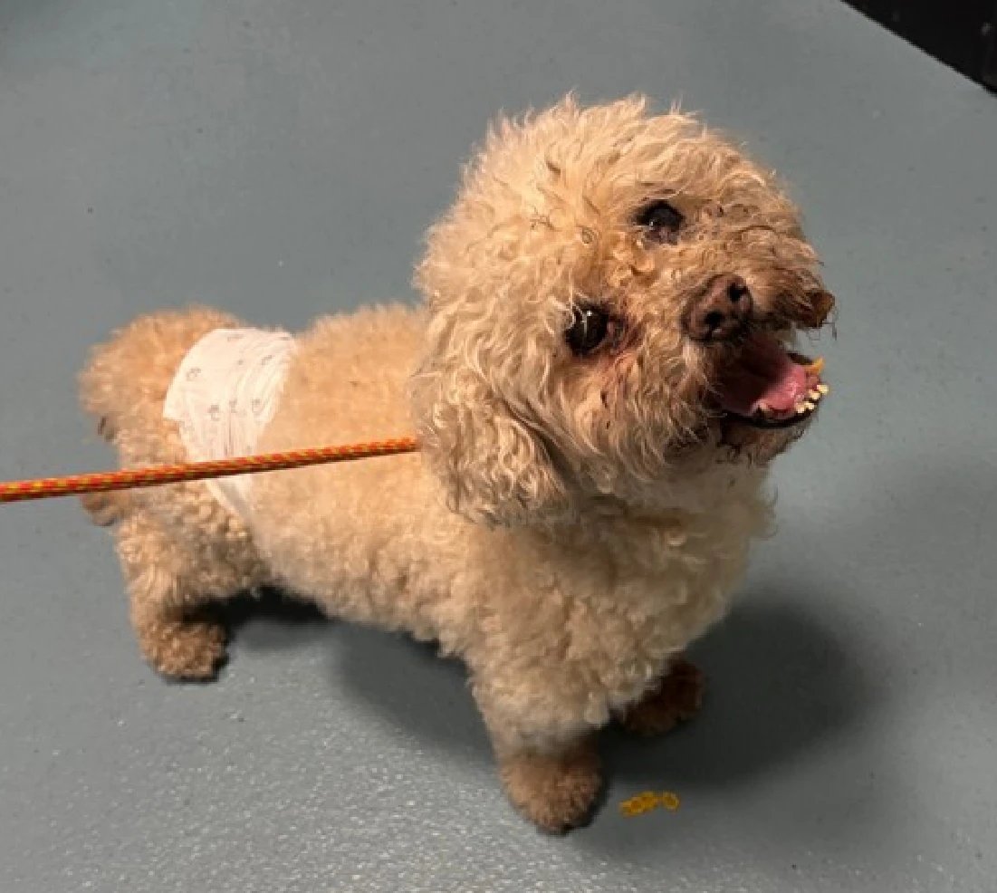 Not the Same tweet media