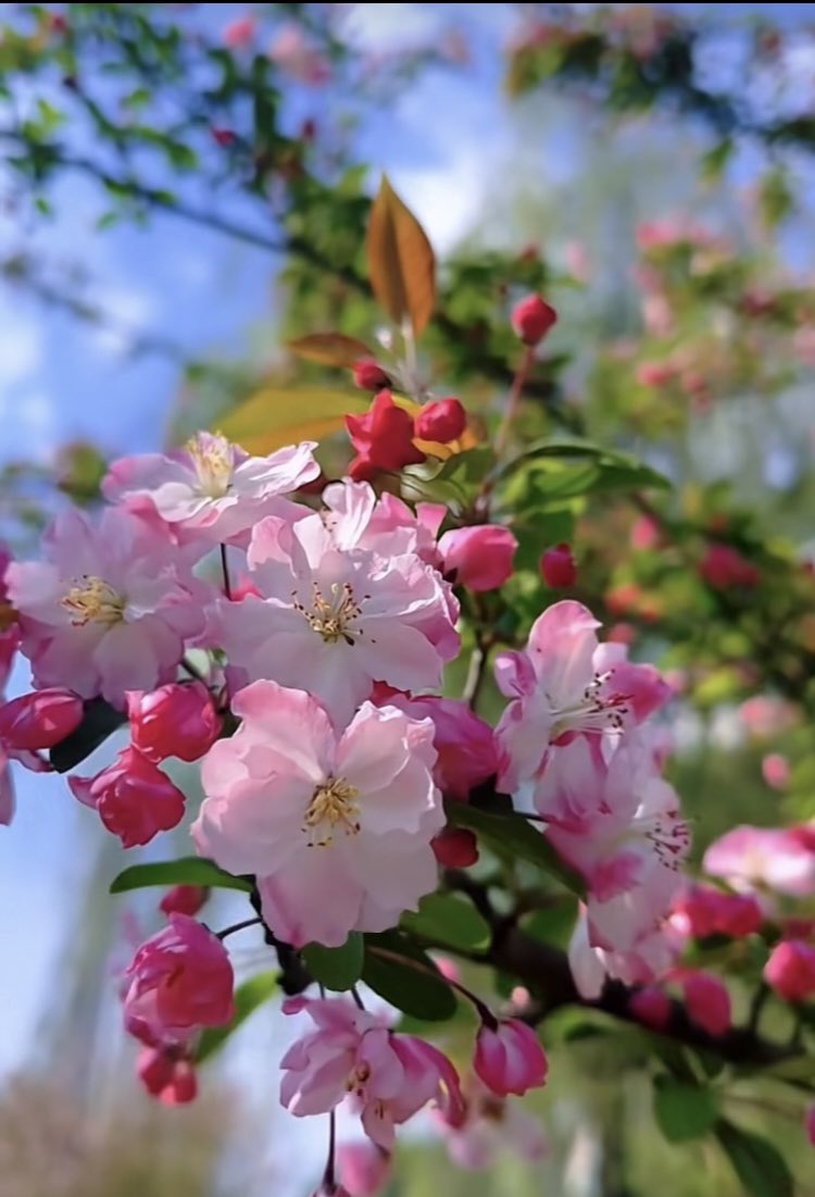 ORCI_deGon's tweet image. Beautiful Tuesday Tweethearts 🫶 #LunchTime … 🩷 Later