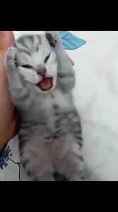 Deus Lemmus『旅鼠神』 tweet media