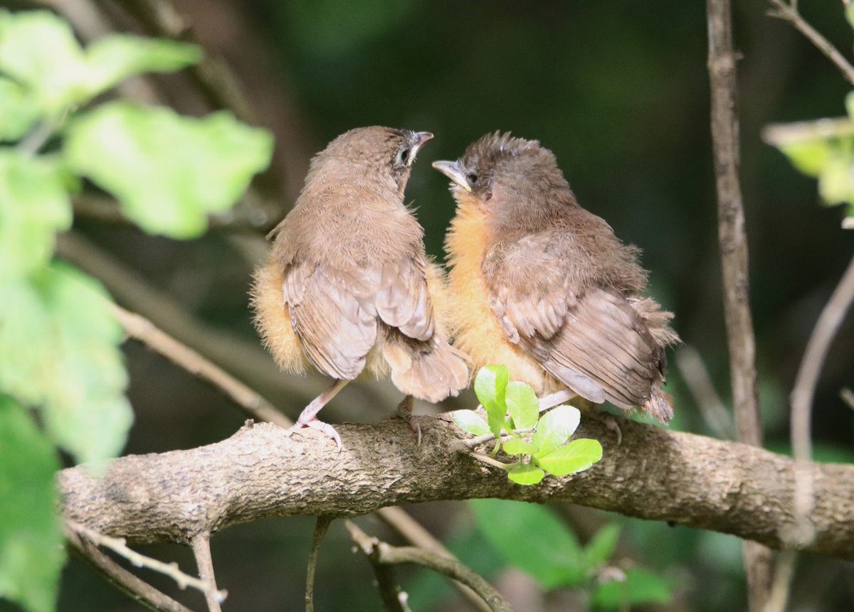 ConQuestbirding's tweet photo. The Rufous Chatterer juvenile, freshly out of the nest, seen begging persistently for food and attention from its parents #BirdsSeenIn2026 #birdwatching #naturephotography https://t.co/xacAmwbXfj