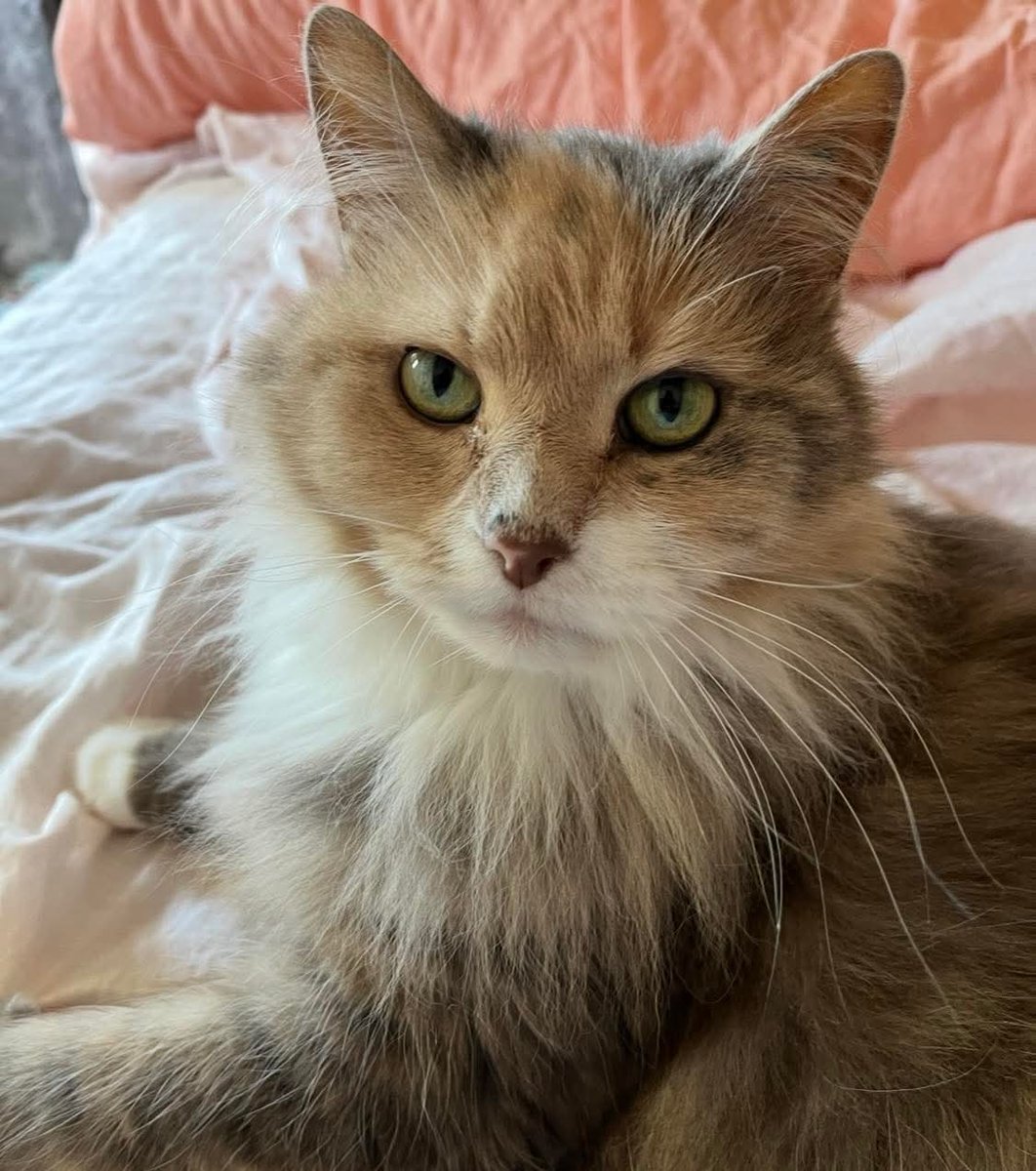 Sara Mary ⭐❤️ tweet media