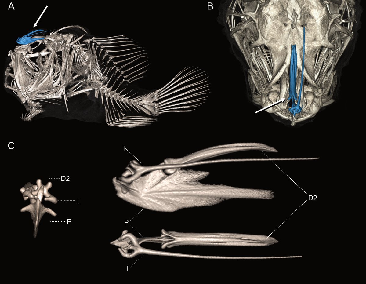IchsAndHerps's tweet image. The Evolution of Lures in Anglerfishes (Acanthuriformes: Lophioidei): Investigating Nature’s Tackle Box

by Maile @Anoplogaster_ @kunhm and Davis @Bathypterois @stcloudstate

OPEN ACCESS DOI link: doi.org/10.1643/i20250…