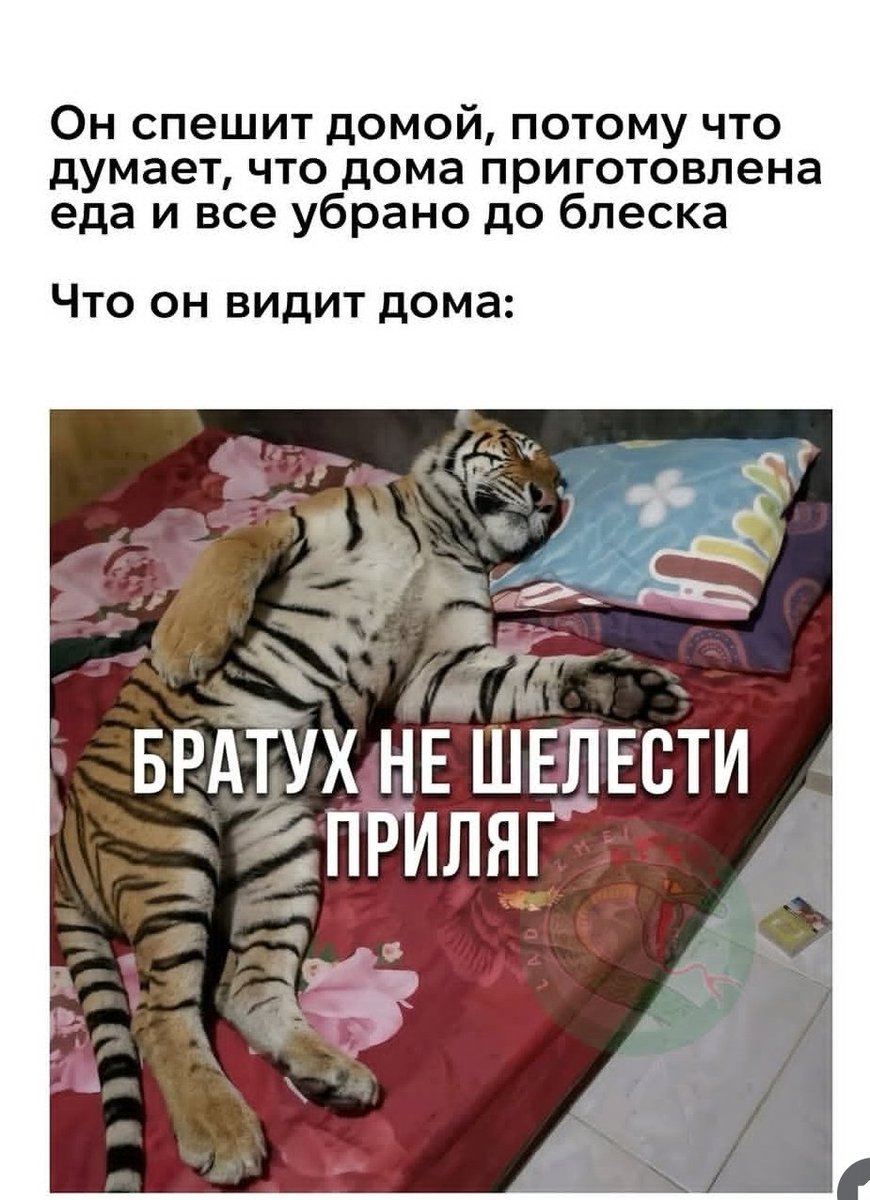 guakam_ole's tweet photo. существовать просто не должно
Дико, конечно, поэтому я ржу с мема с тигром https://t.co/61g26Yx6C0