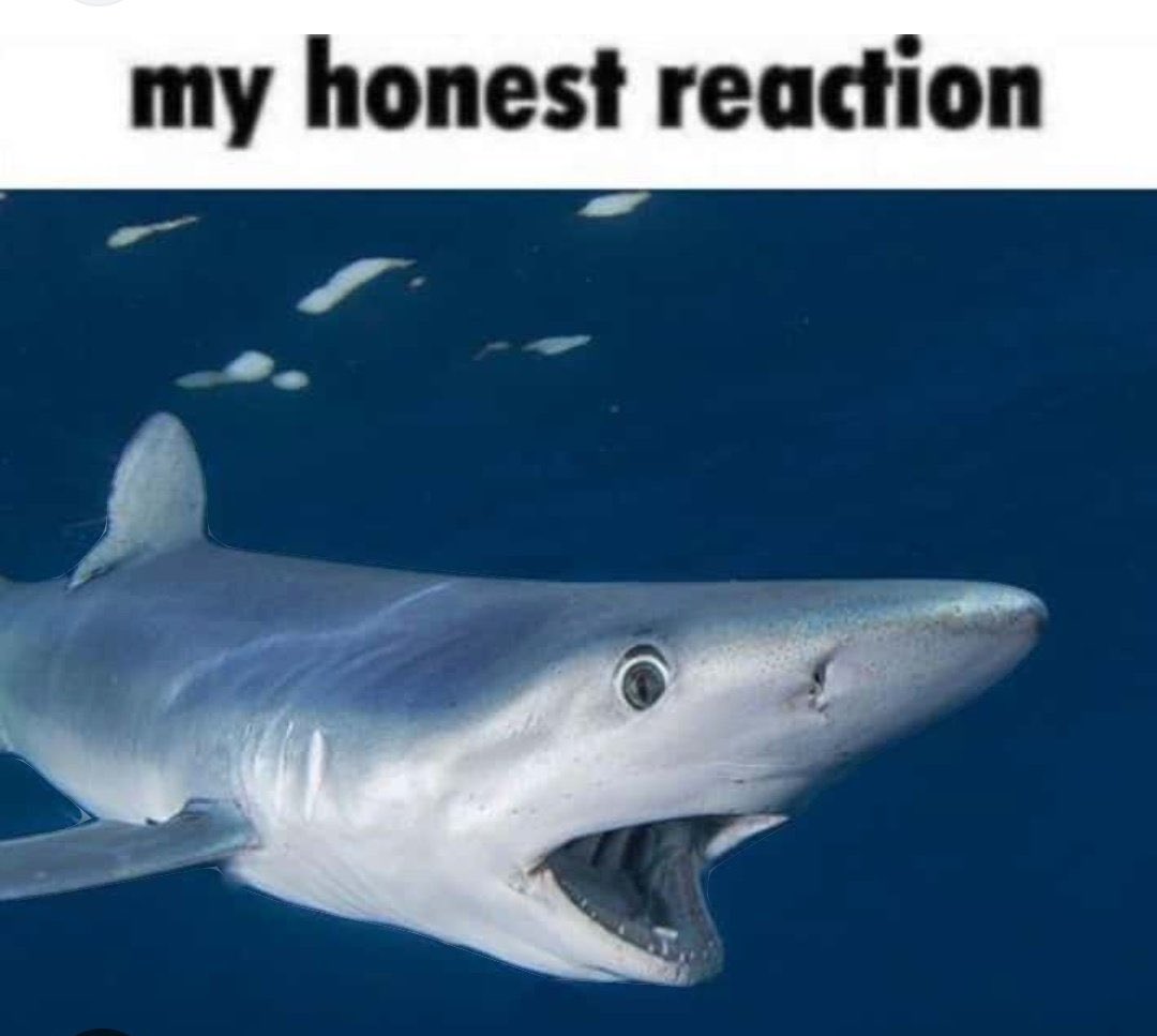 🍊Benzie🦈 🏳️‍⚧️ tweet media