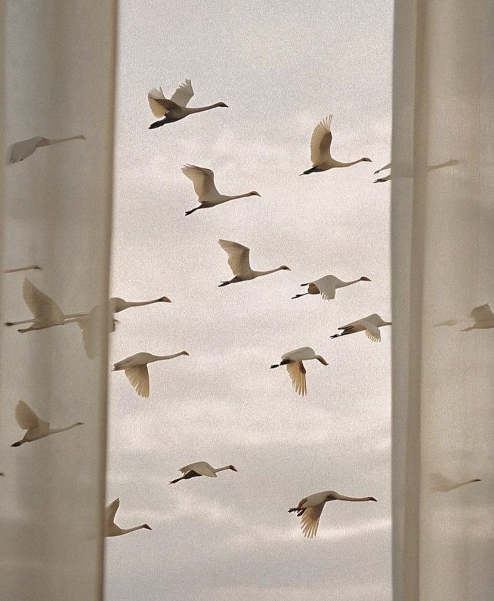 bagi ℘ | jurídica pássaros tweet media