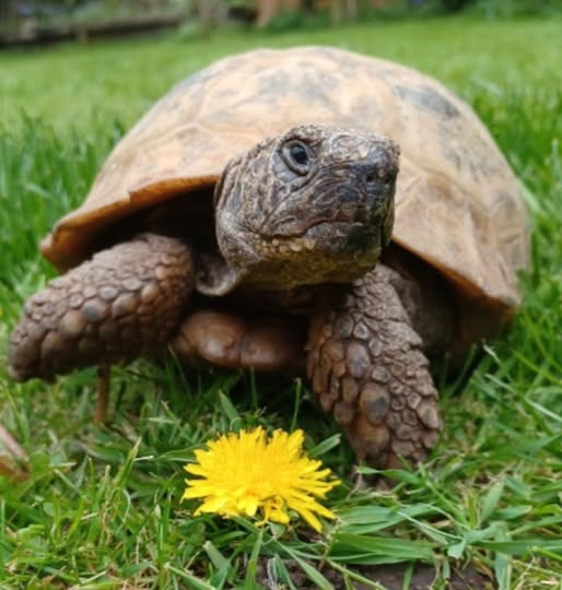 AlbertTortoise's tweet image. An actual sunny, warm day. This is #ALBERTthetortoise reporting could see 20C plus tomorrow. Cause to shellebrate obviously. I found something. Supervised #creative stuff with HIM. Patrol, good feed. Hope the week is being #kind. #TakeCare AlbertTortoise.com
#tortoise #books