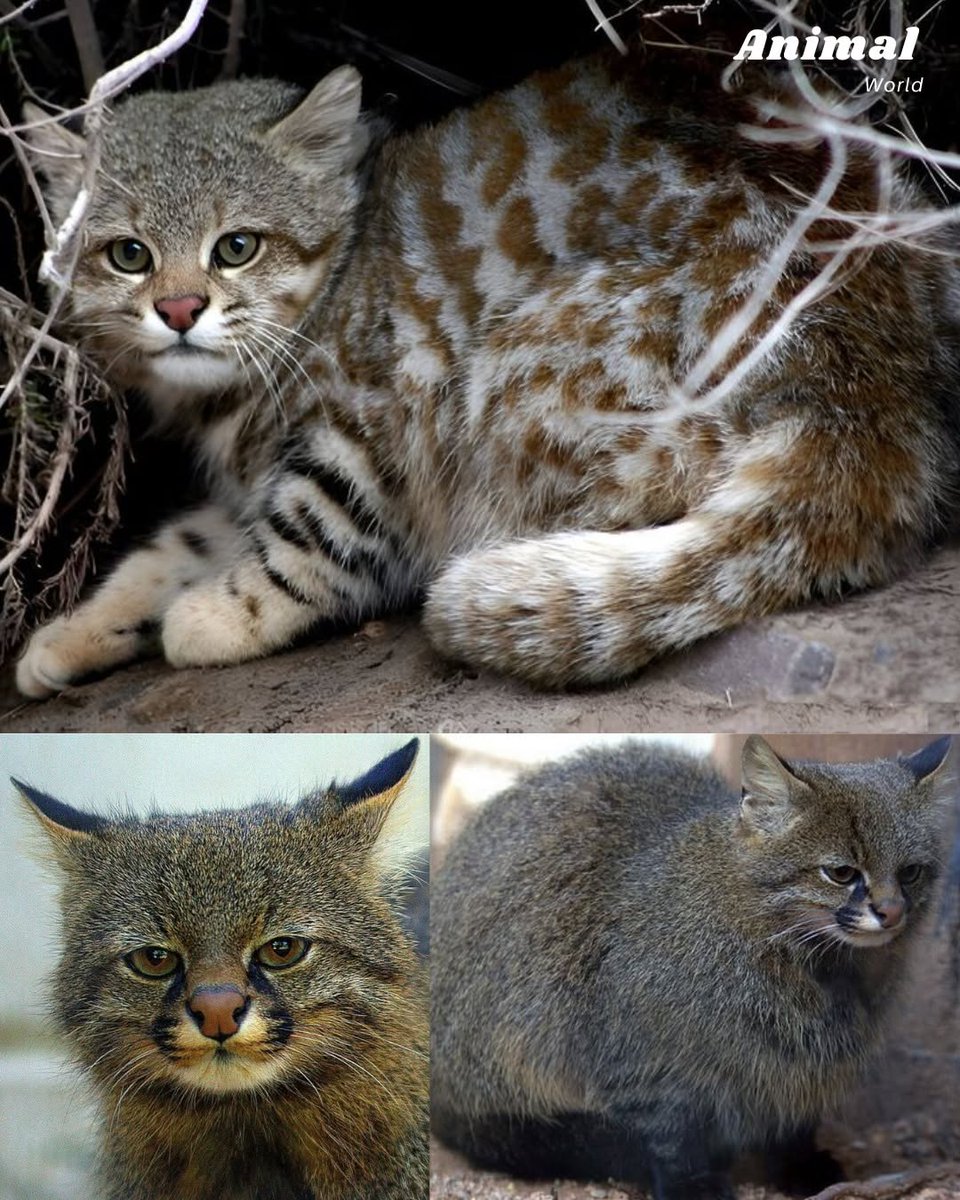 We don't deserve cats 😺 tweet media