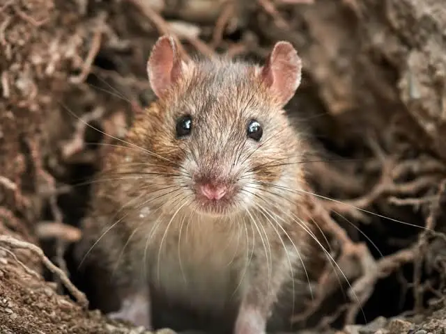 Mary Schmidt tweet media