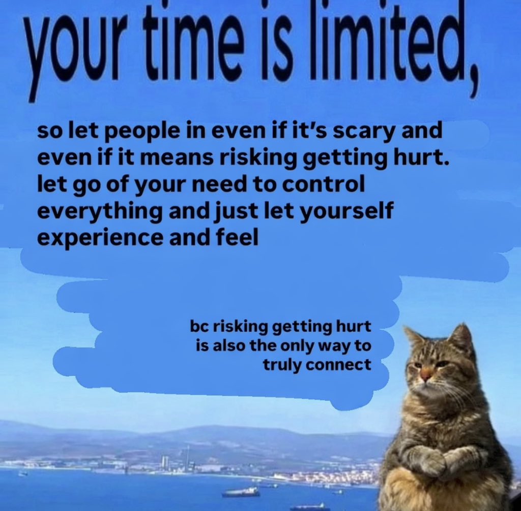 LiterallyMeCats tweet media