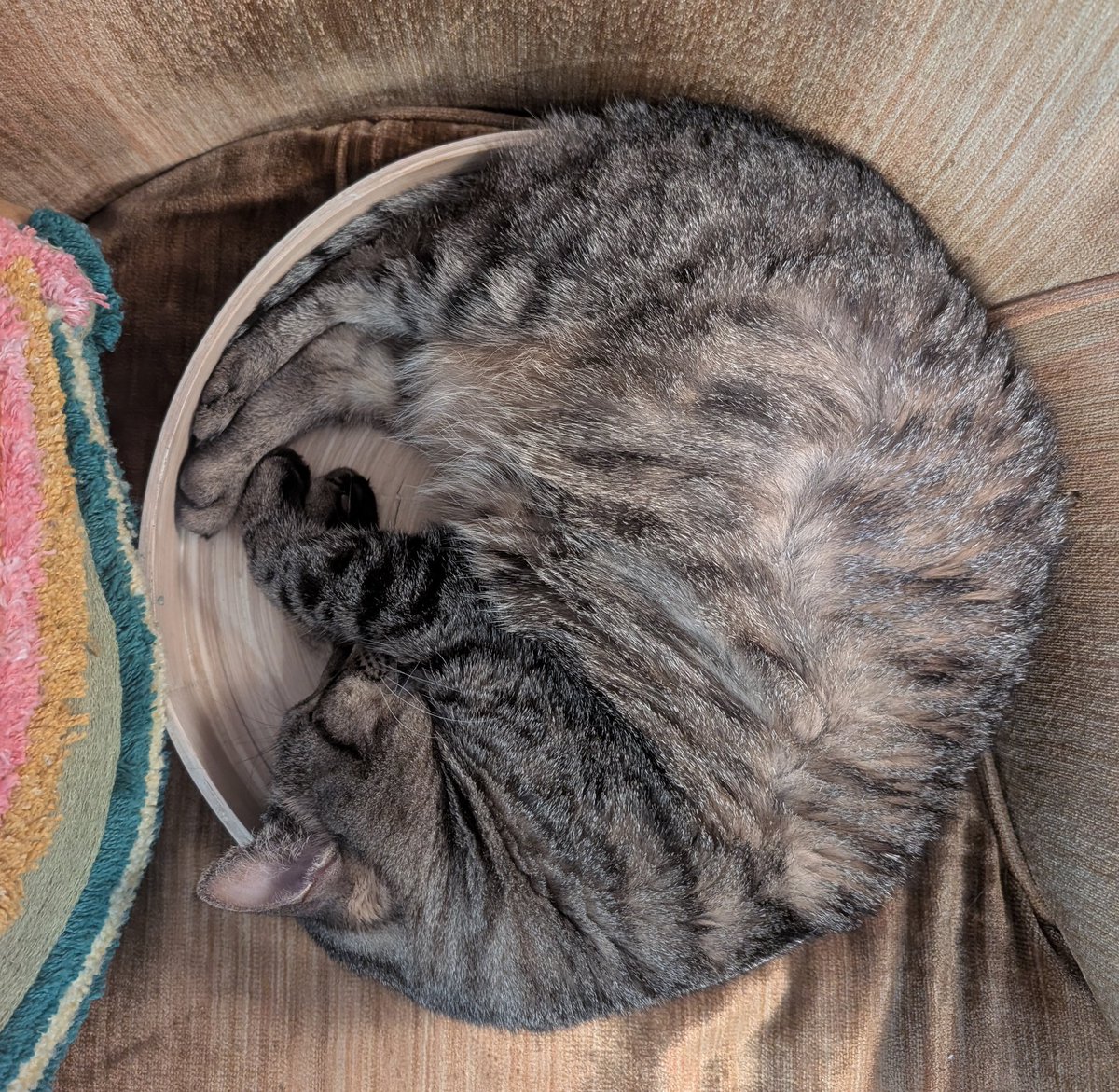 Maggie Mae Fish 🌈 tweet media