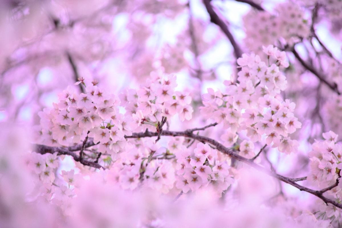 HaYaChi_spoon's tweet photo. #富山
#桜 https://t.co/VgOvU8ucuz