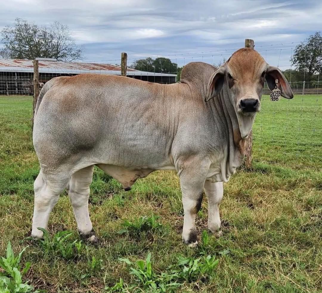 PL Becerril Pasión Ganadera tweet media