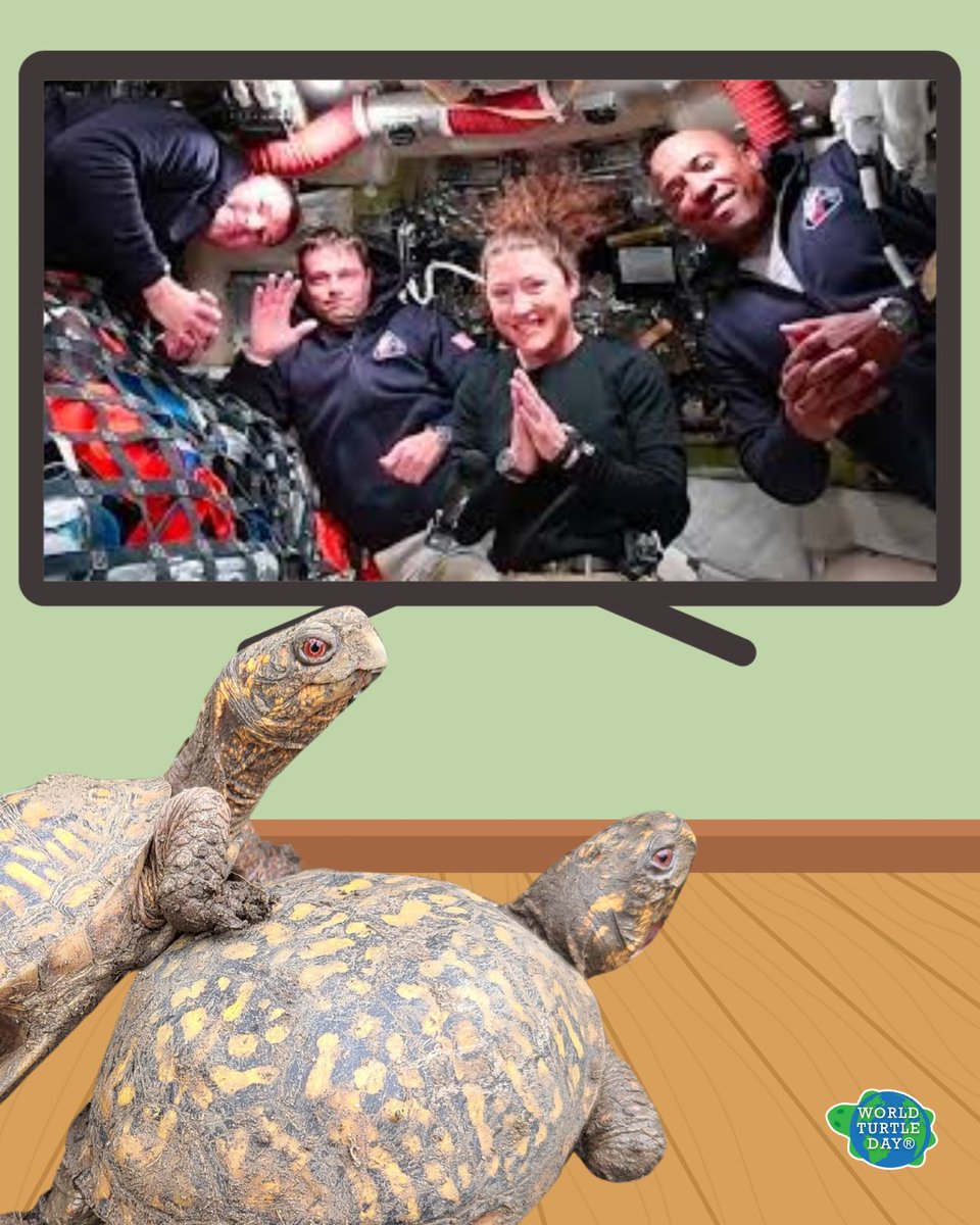 World Turtle Day® tweet media