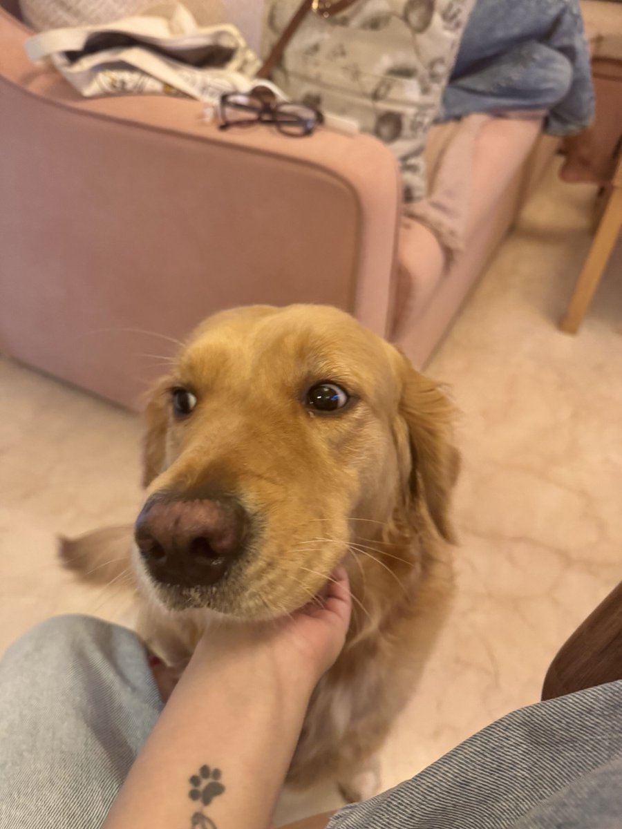 PurviBhave's tweet photo. Cute?

#labrador #pup #dogesh #barfi #caramel #golden https://t.co/a8IYyfExrr