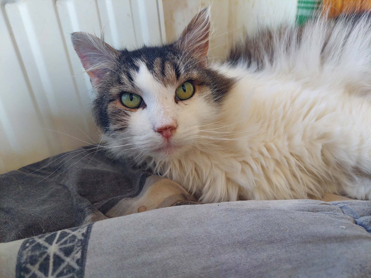 Miau Miauu - Izabela Wieczerzak tweet media