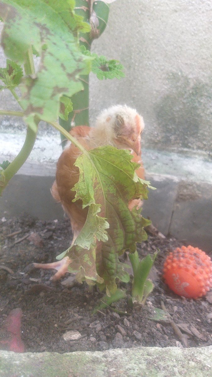 Juan Juan tweet media