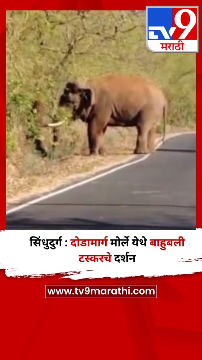 TV9Marathi's tweet image. सिंधुदुर्ग : दोडामार्ग मोर्ले येथे बाहुबली टस्करचे दर्शन
tv9marathi.com/videos/short-v…
#Sindhudurg #Tusker #Elephant
