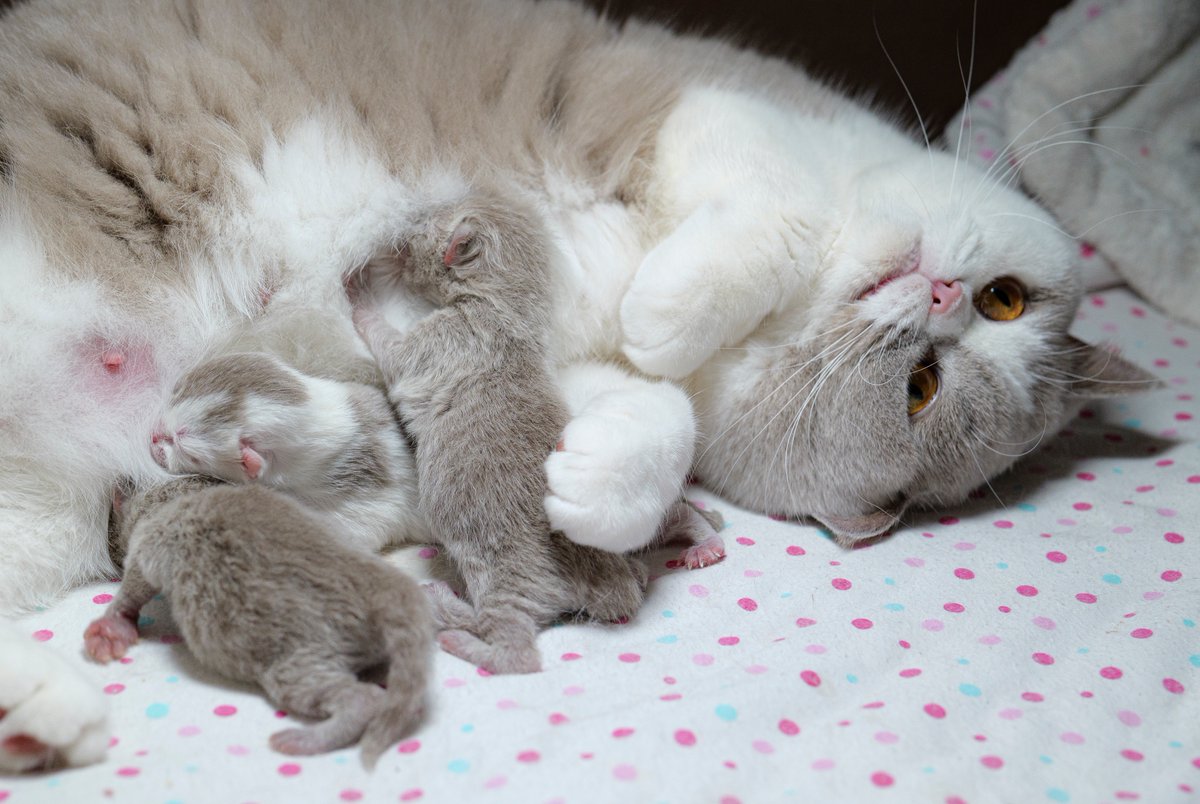 Jan Krčál tweet media